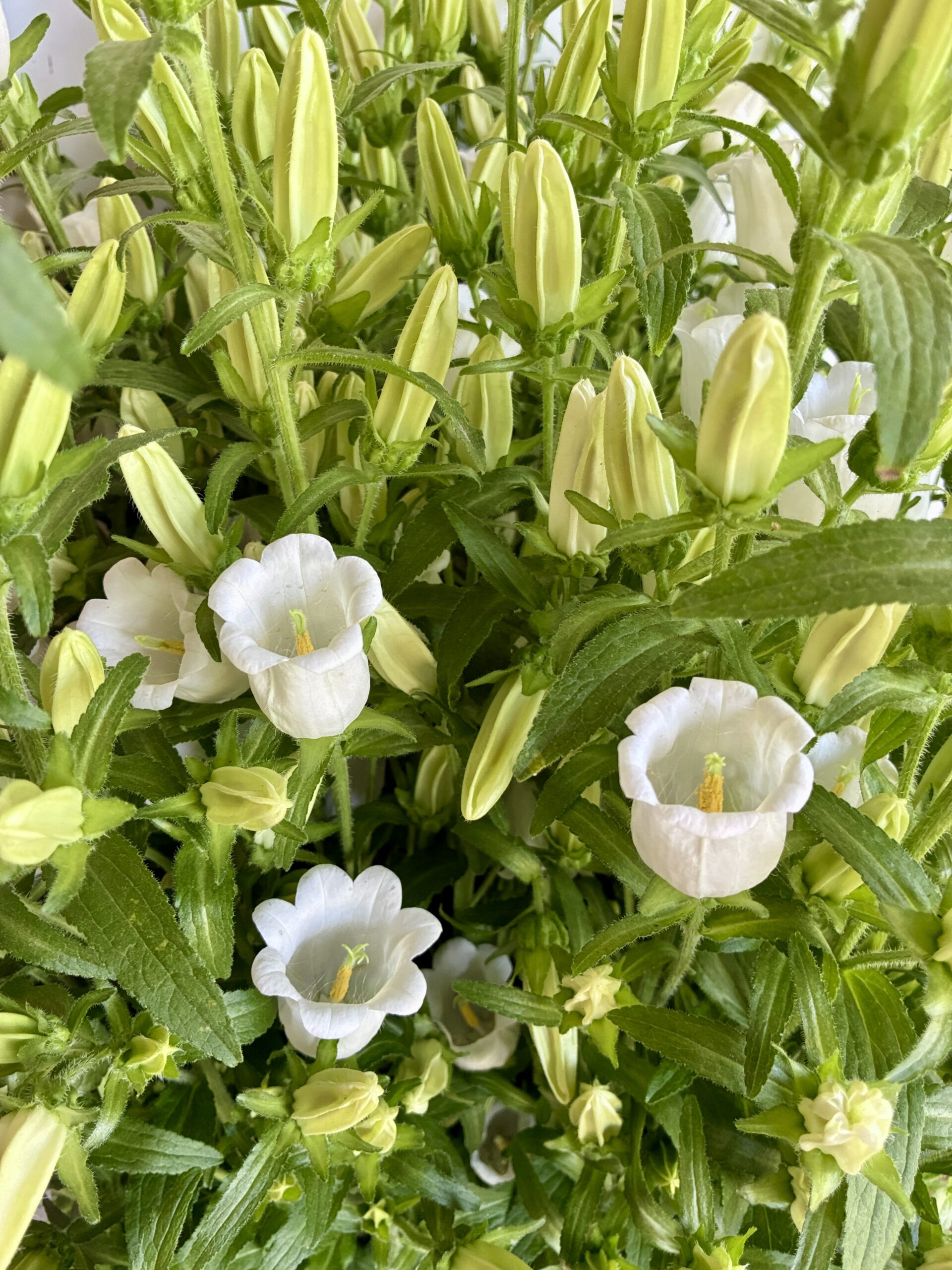 Proper Stage of Harvest for Cut Flowers