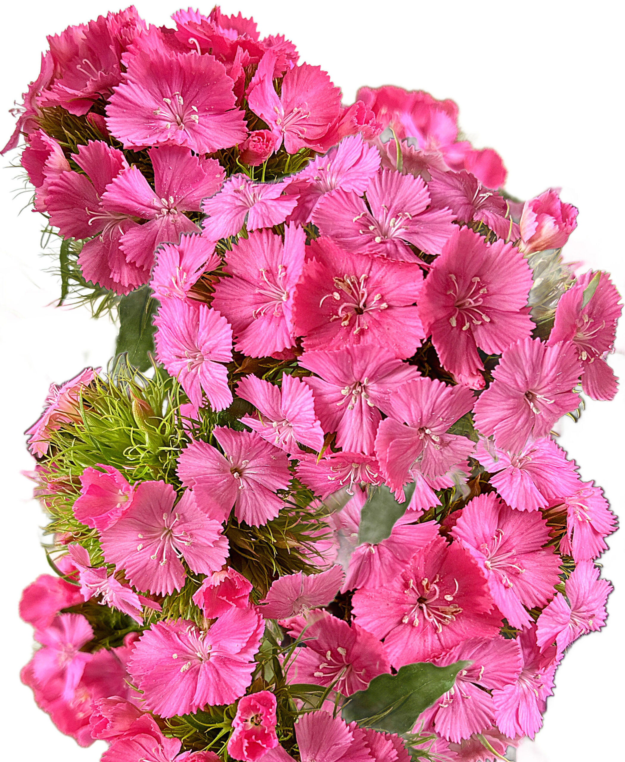 Dianthus flowers available wholesale at Philadelphia Floral Guild
