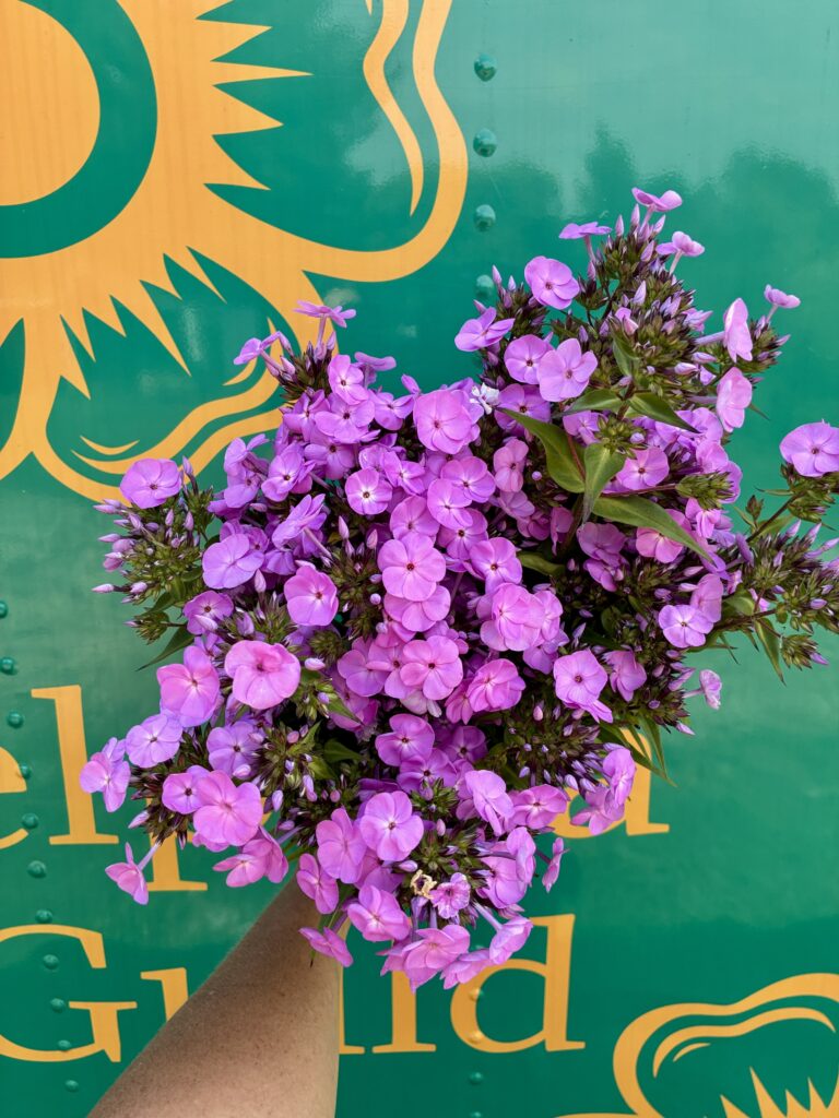 Perennial phlox available wholesale to florists through the Philadelphia Floral Guild.