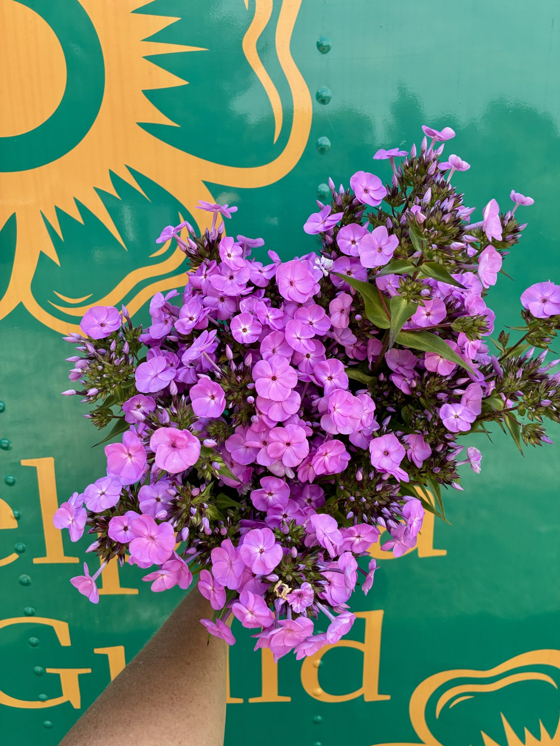 Perennial phlox available wholesale to florists through the Philadelphia Floral Guild.