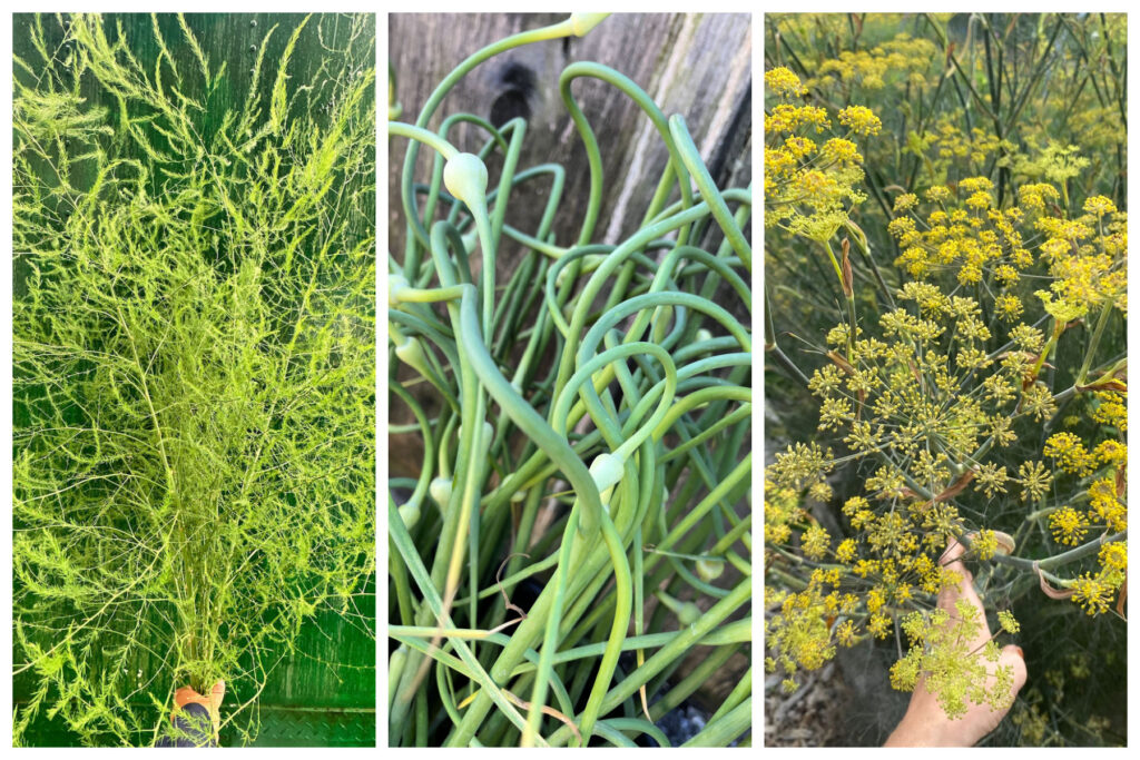 Vegetables trending in floral design including garlic scapes and asparagus fronds at Philadelphia Floral Guild