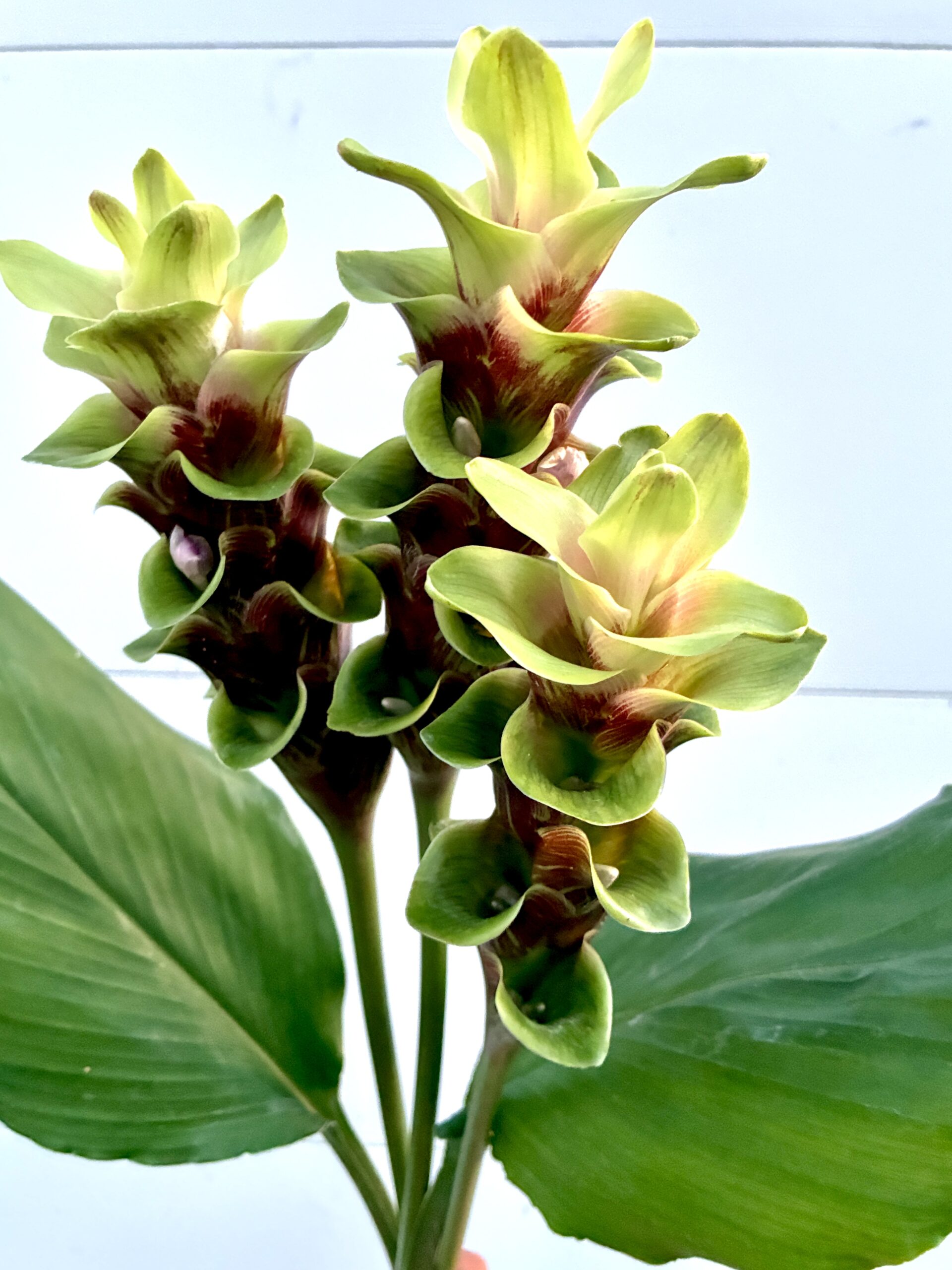 Curcuma as a local cut flower available at the Philadelphia Floral Guild