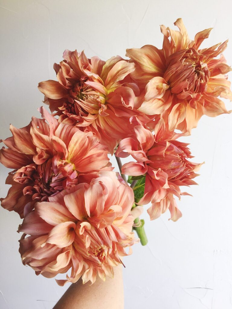 Dahlia Pro Tips for Floral Design